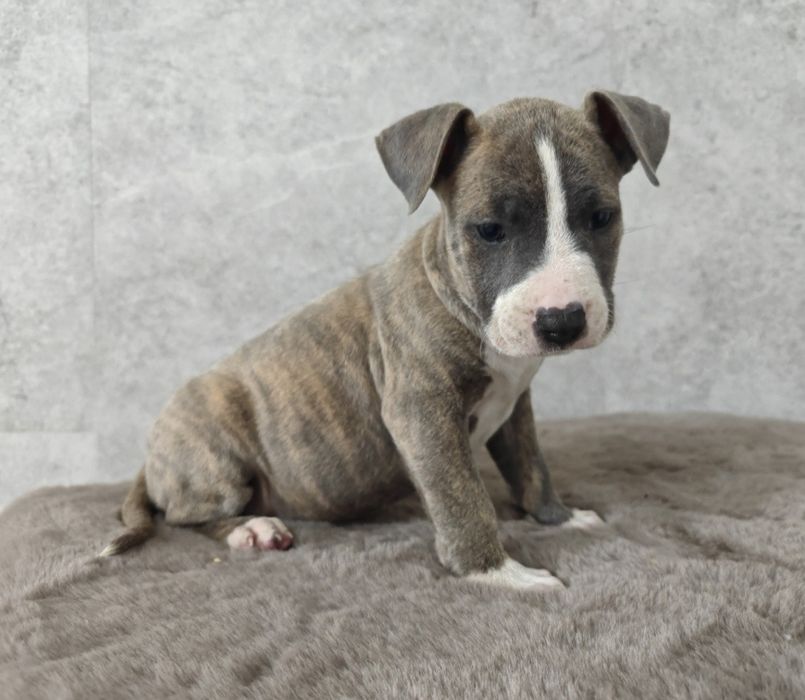 Urocza i rodzinna suczka amstaff!