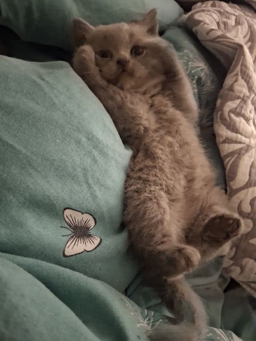 Кошеннята грайливі