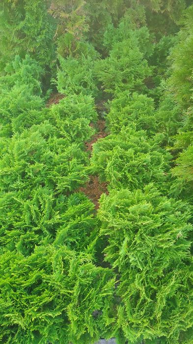 Tuja  kulista,  tuja DANICA  40 cm