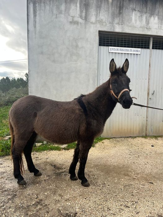 Macho, castrado oito anos