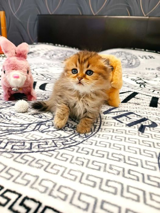 Киця висловуха, дуже грайлива.
