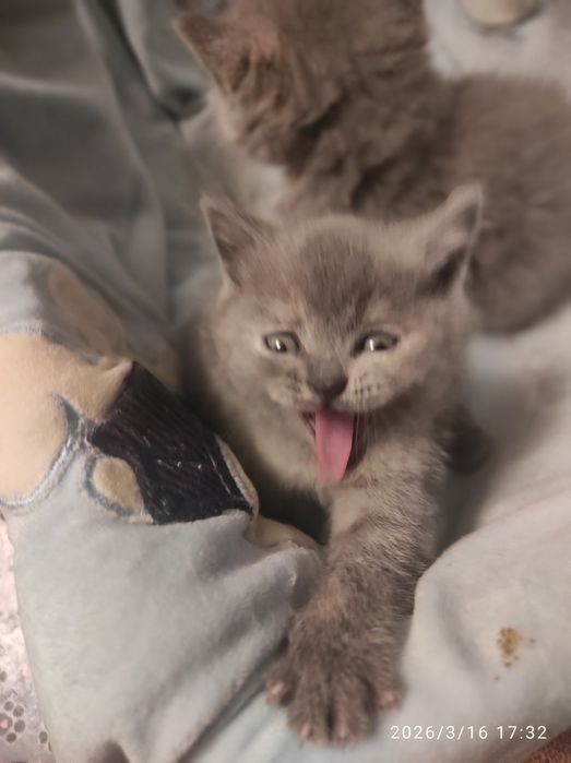 Котята , кот,кошка