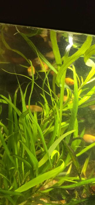 Caracóis Planorbis, Trombeta  e Mollys