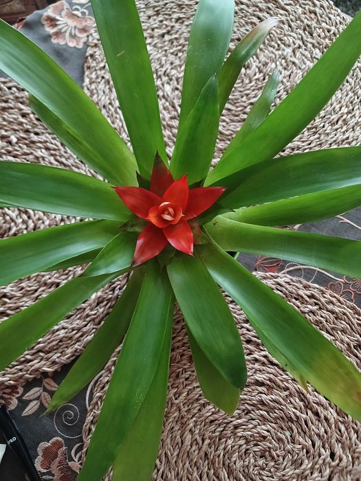 Гузманія з червоною квіткою