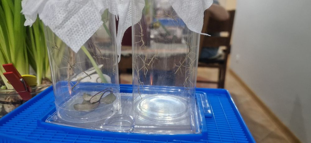 Patyczaki straszyki rogate