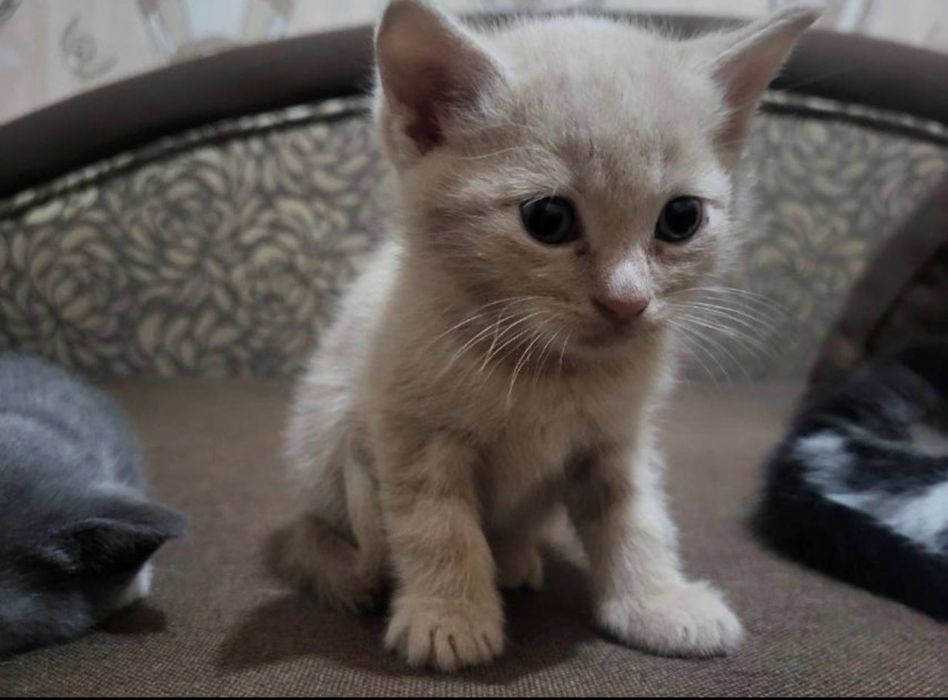 Хлопчик 2,5 міс кошенятко