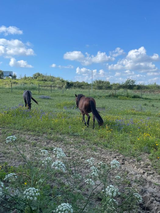 Vendo  Egua muito docíl