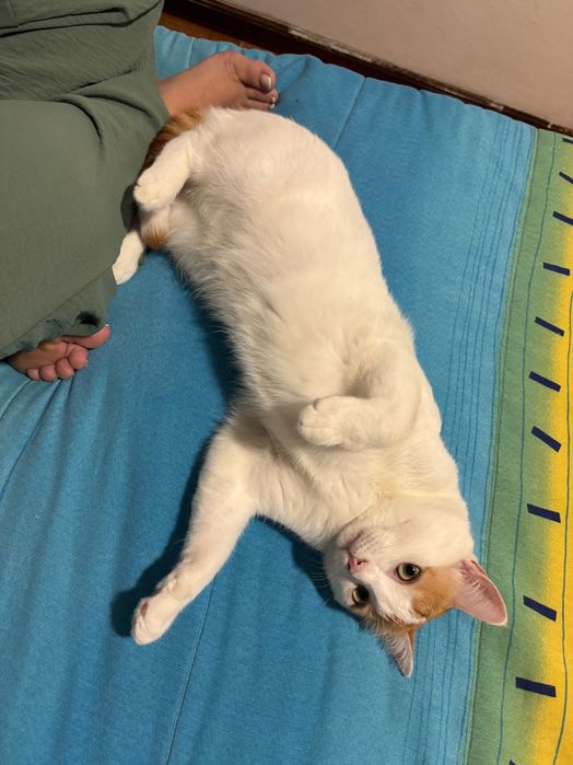Gato para adoção