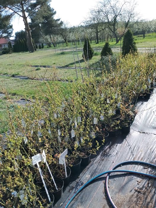 Producent Borówka Amerykańska donica 2l 100% przyjęcia, owoc w tym rok
