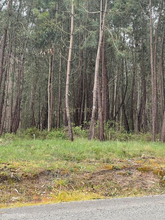 Terreno rústico 1.300m2 em São Mamede, Batalha