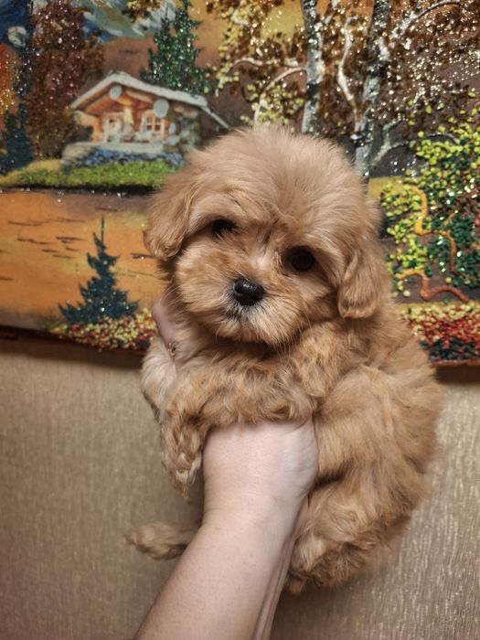 Малышка Мальтипу ф1 Мини размера!