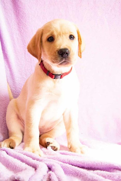 Пропонуємо цуценят лабрадора