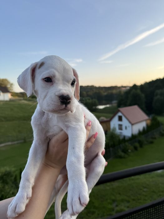 Piękna biala suczka bokser