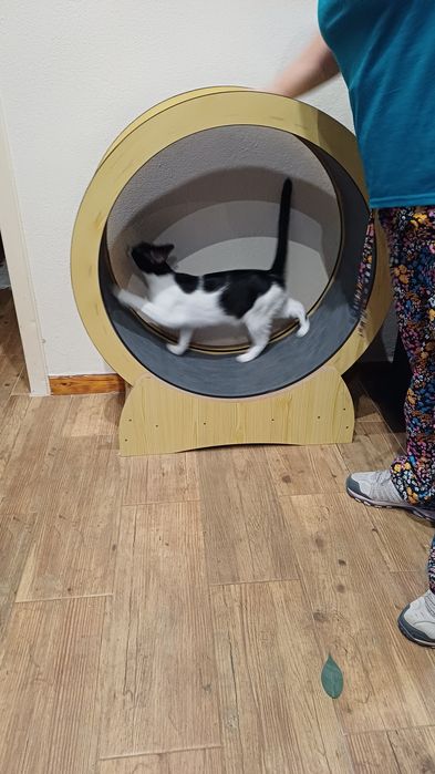 Roda exercícios gato