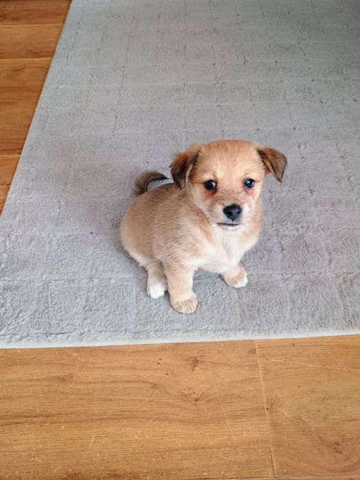 Sunie szukają domów