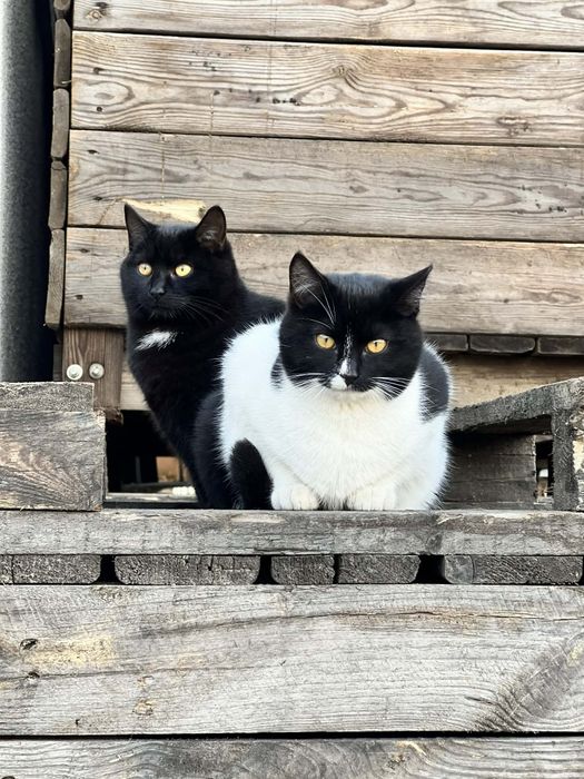 Piekne kociczki ZA DARMO