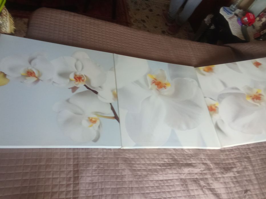 Conjunto Quadros tulipa