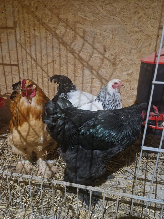 Kogut Brahma olbrzymia