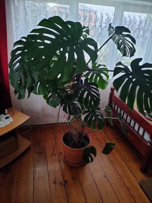 Duża ładna monstera