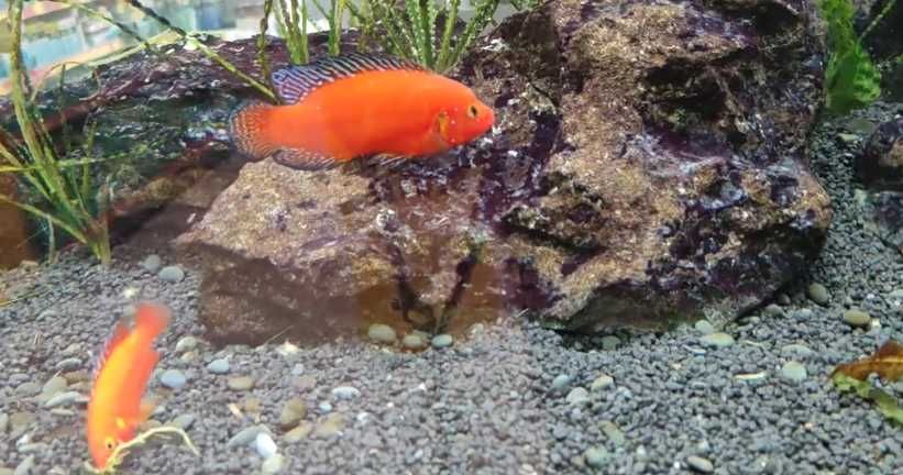ciclideo joia super red \ hemichromis exsul 3-4cm