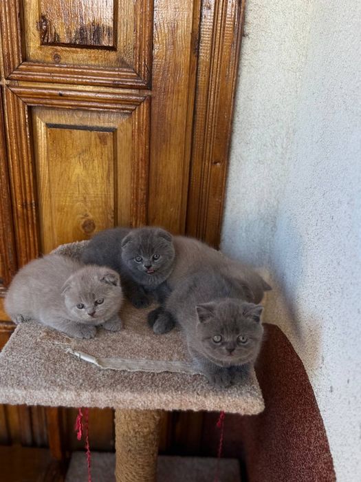 Шотландські  висловухі і прямовухі  кошенята