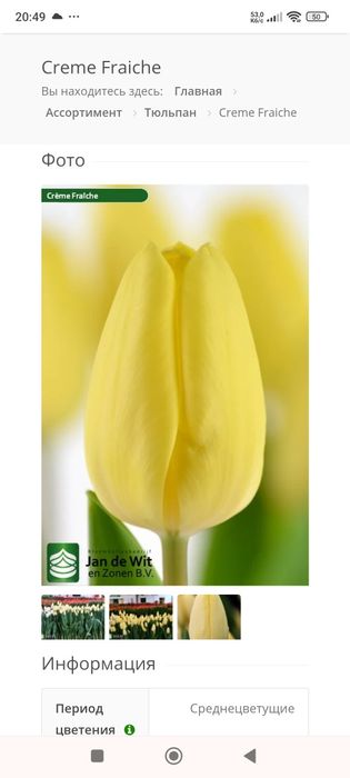 Продам тюльпани.