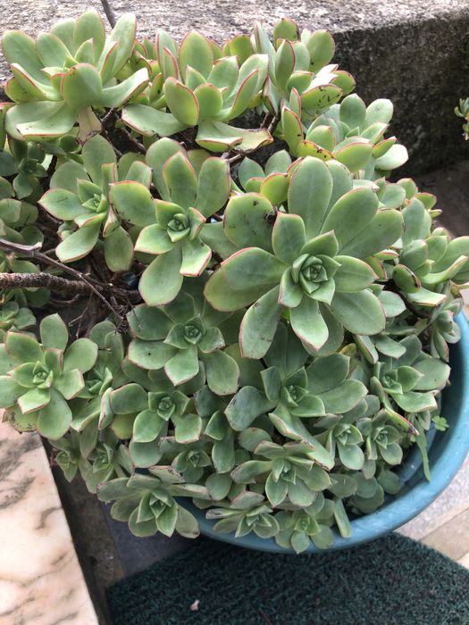 suculentas  muito bonitas