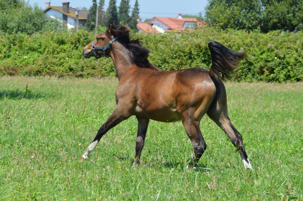 Poldra filha directa do melhor garanhão de saltos do momento- Mosito vh Hellehof