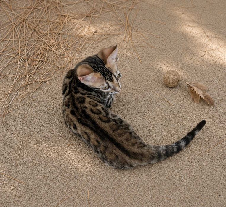 Lindo Gatinho Bengal Castanho Macho