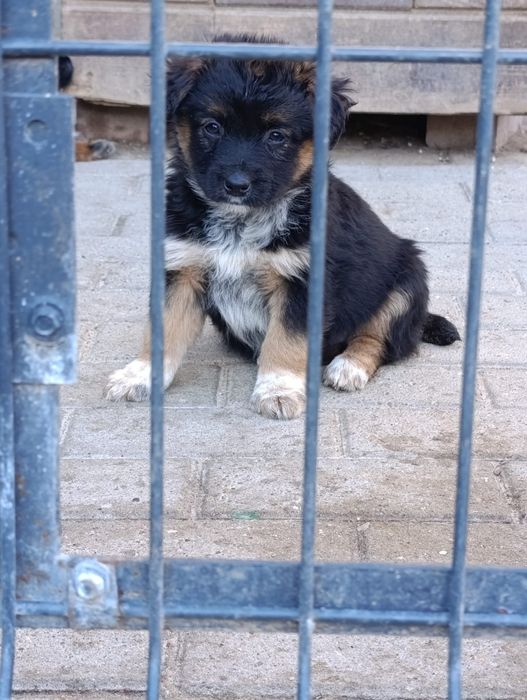 Oddam Pieski samce za darmo w dobre ręce
