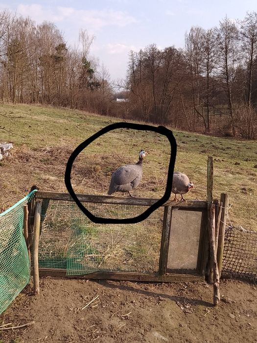 Perliczka perliczki perlik samiec