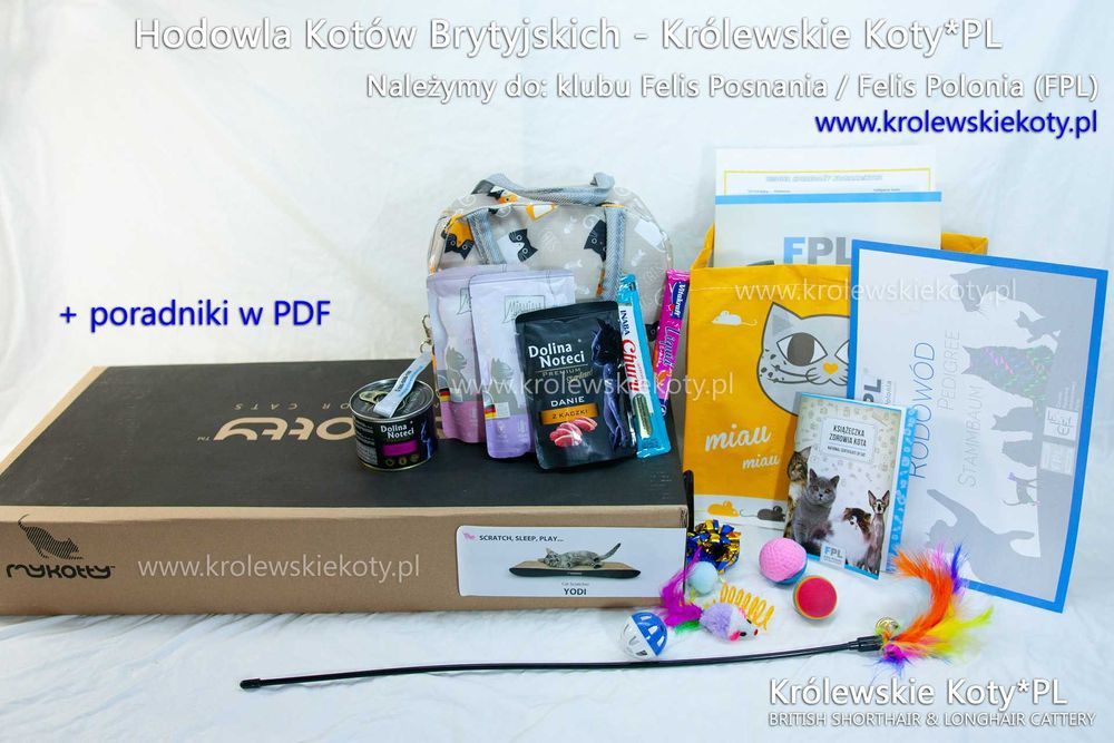 Kotka brytyjska długowłosa niebieska, FPL, po Championach