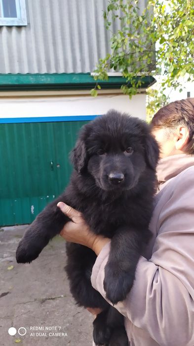 Передержка ризенов, овчарок, черных терьеров