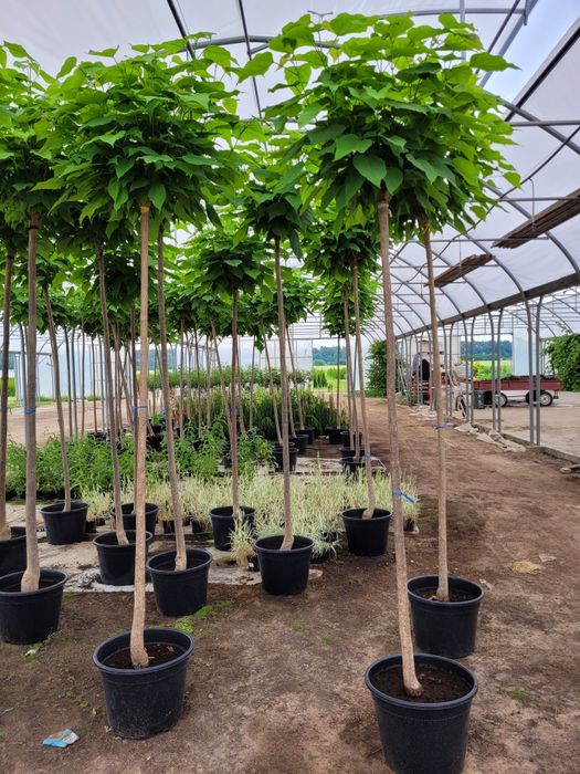 Catalpa bignoniowa nana surmia 150-220 cm katalpa wolsztyn poznan