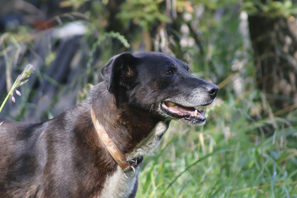 Czekoladowa Bora do adopcji