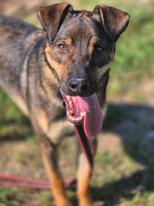 Klops do adopcji