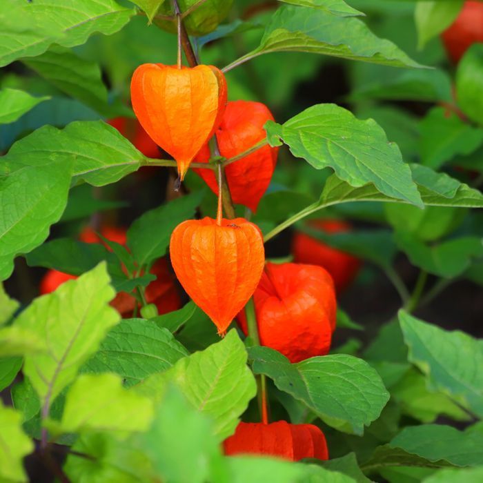 Miechunka Rozdęta (Physalis franchetii) Czerwone Lampiony 2.0L