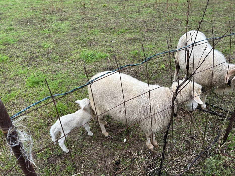 Vendo ou troco carneiro com um ano e meio.