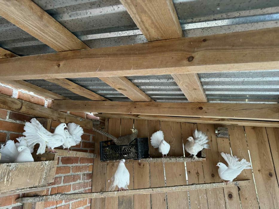 Golębie pawiki gołąb pawik