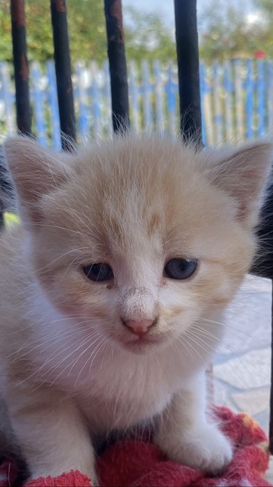 Віддамо кошенят безкоштовно