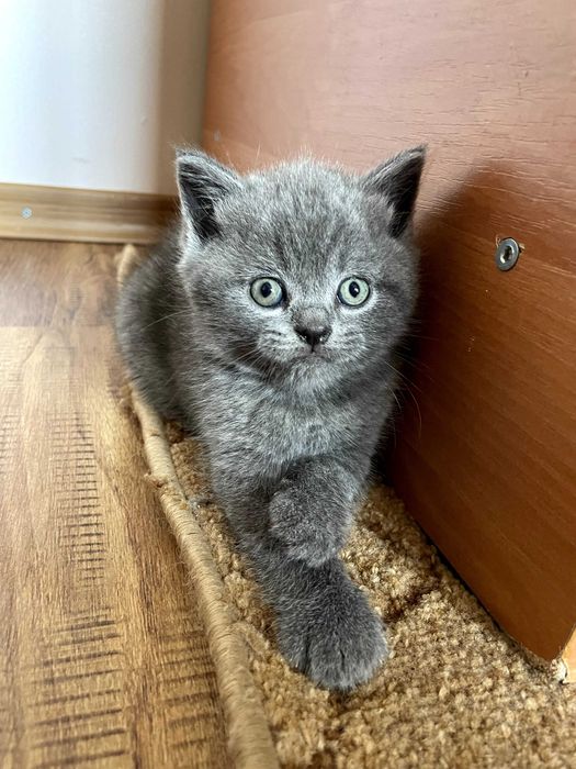 Чистокровні британські коти (прямовухі/висловухі)