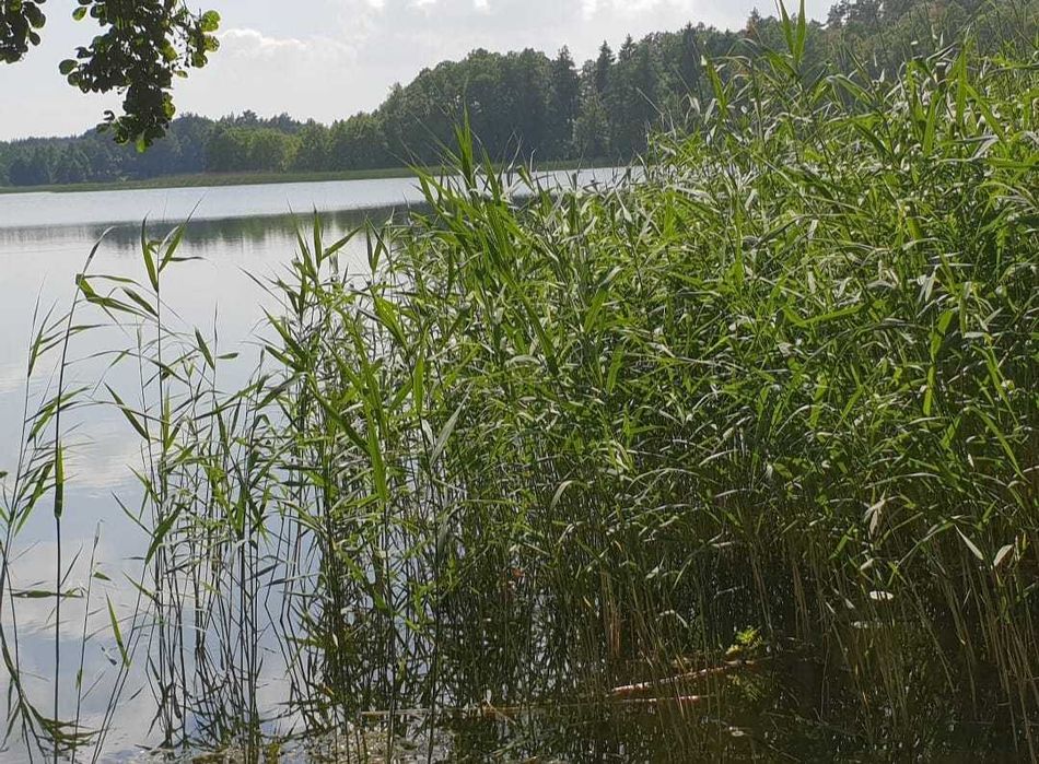 Działka rekreacyjna