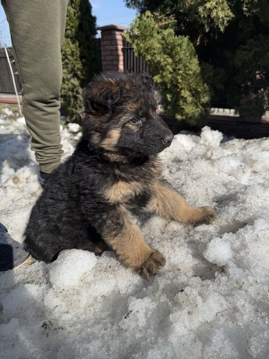 Товсті гарні вівчарки