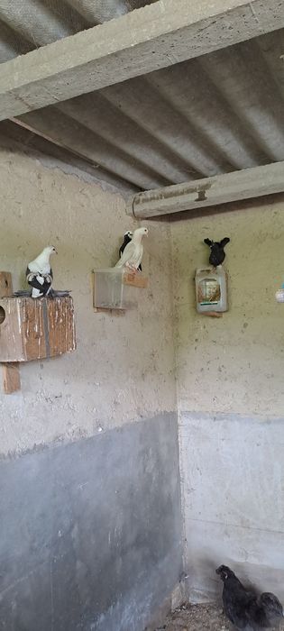 Pombos de leque..
