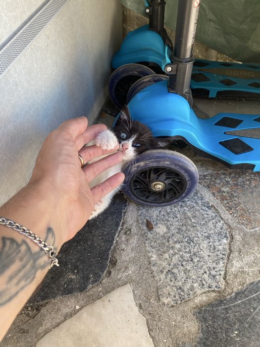 Dá-se gatinho pequenino