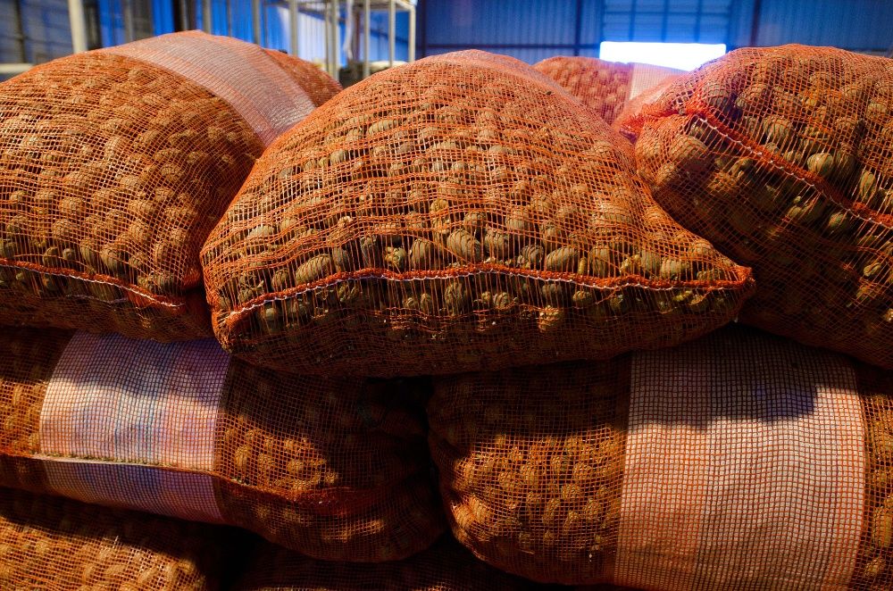 Продам Саженцы  ореха ПЕКАН Привитые и черенки Голандия