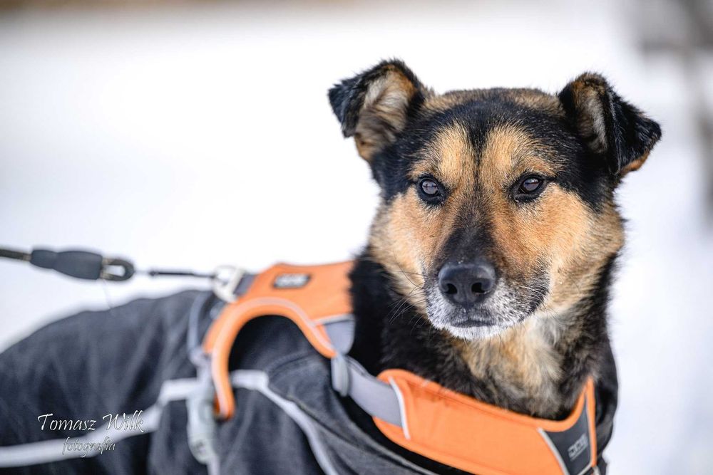 Pikuś- wesoły psiak do adopcji