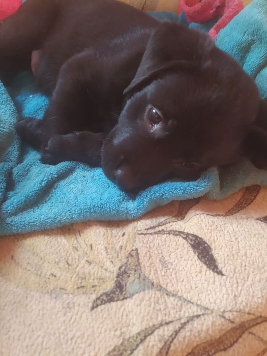 Фото не передає  всієї краси та грації цих чудових малюків.