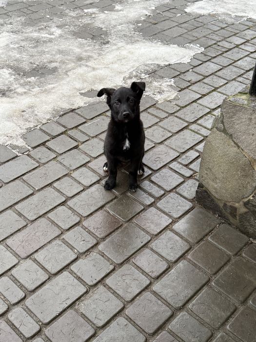 Пиилаштовується цуцик