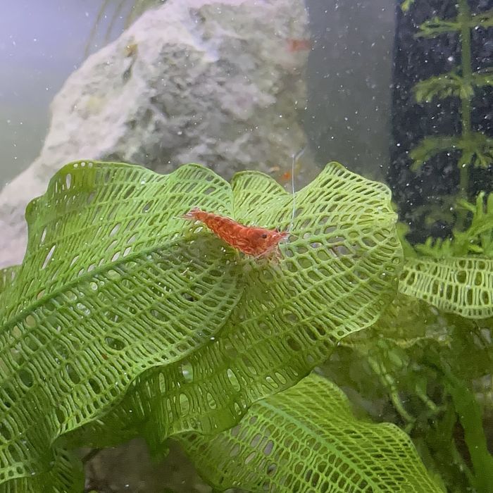 Camarões red neocaridina